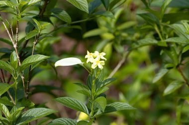 Flower of a Dwarf yellow mussaenda, Pseudomussaenda flava