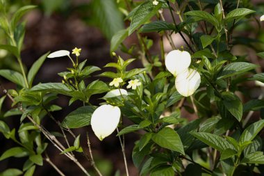 Flower of a Dwarf yellow mussaenda, Pseudomussaenda flava