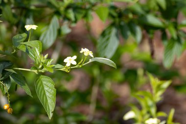 Flower of a Dwarf yellow mussaenda, Pseudomussaenda flava