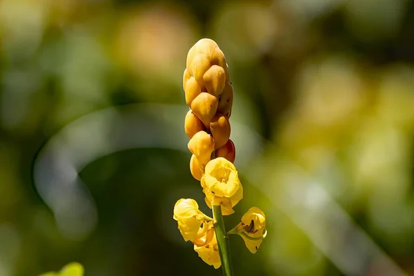 Flower of a candle bush plant, Senna alata