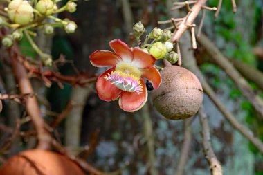 Flower of a cannonball tree, Couroupita guianensis