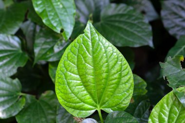 Leaves of a betel pepper plant, Piper sarmentosum