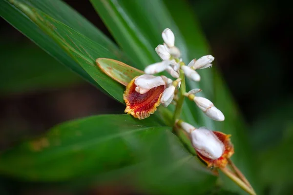 Flower of a small shell ginger plant, Alpinia mutica