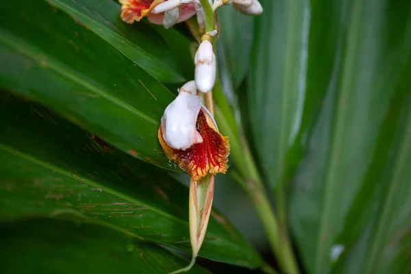Flower of a small shell ginger plant, Alpinia mutica