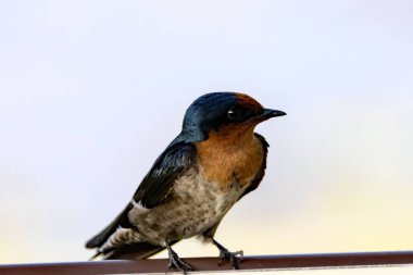 A Pacific swallow, Hirundo tahitica, sitting on a road sign. 