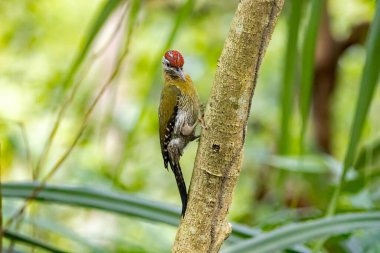 A laced woodpecker, Picus vittatus, in a tree. 