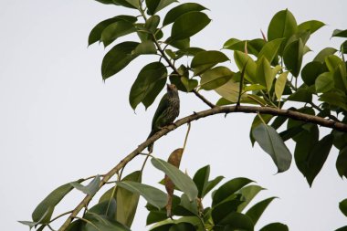 A lineated barbet, Psilopogon lineatus, in a tree