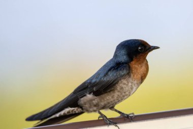 A Pacific swallow, Hirundo tahitica, sitting on a road sign. 