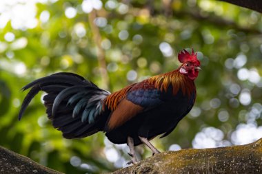 A male red junglefowl, Gallus gallus, on a branch in a rainforest. 