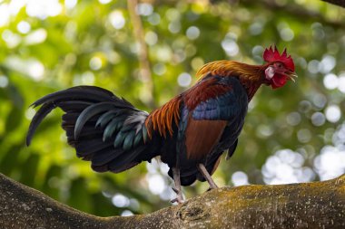 A male red junglefowl, Gallus gallus, on a branch in a rainforest. 