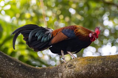 A male red junglefowl, Gallus gallus, on a branch in a rainforest. 