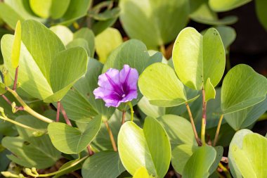 Flower of a beach morning glory, Ipomoea pes caprae