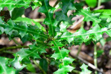 Leaves of a sea holly tree, Acanthus ebracteatus