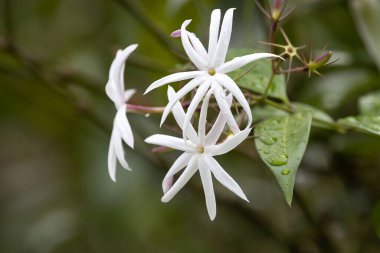 Flower of an angel-wing jasmine plant, Jasminum laurifolium