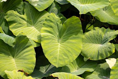 Leaves of taro plants, Colocasia esculenta, as background or texture. 