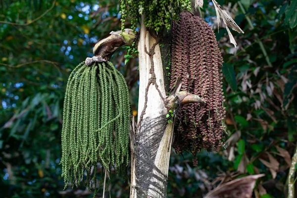 Fruits Clustering Fishtail Palm Caryota Mitis — Fotografia de Stock