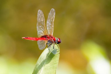 Daha büyük kırmızı bir yusufçuk, Urothemis imzası, bir yaprağın üzerinde. 