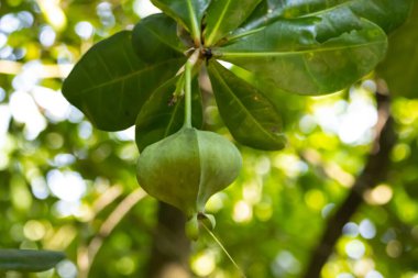 Balık zehri ağacının olgunlaşmamış meyvesi, Barringtonia asiatikası.