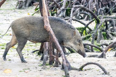 Güneydoğu Asya 'daki bir mangrov ormanında Sus Scrofa adında bir yaban domuzu.. 