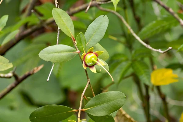Frucht Eines Mangroven Apfelbaums Sonneratia Caseolaris — Stockfoto