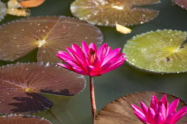 Квітка Індійської Червоної Водяної Лілії Nymphaea Rubra — стокове фото