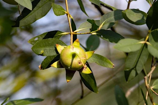 Frukt Mangroveeple Sonneratia Caseolaris – stockfoto