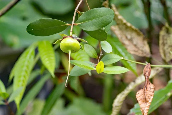 Fruit Pommier Mangrove Sonneratia Caseolaris — Photo