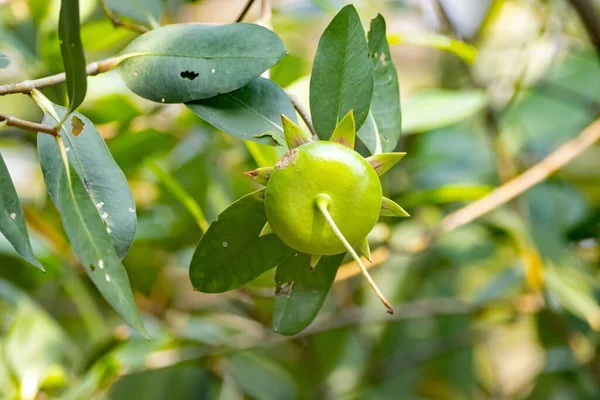 Fruta Uma Macieira Mangue Sonneratia Caseolaris — Fotografia de Stock