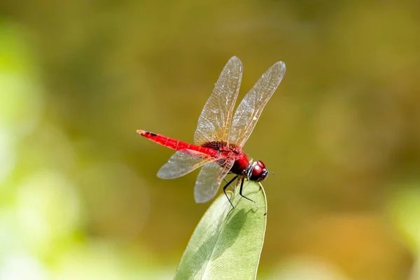 Greater Crimson Glider Dragonfly Urothemis Signata Leaf — Stock Photo, Image