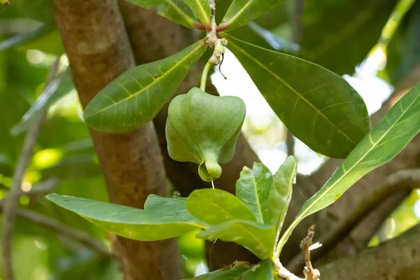 Fruto Imaturo Uma Árvore Veneno Peixe Barringtonia Asiatica — Fotografia de Stock