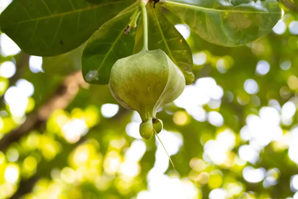 Fruto Imaturo Uma Árvore Veneno Peixe Barringtonia Asiatica — Fotografia de Stock