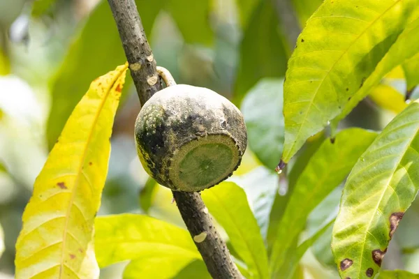 Frutas Uma Árvore Fedorenta Gustavia Augusta — Fotografia de Stock