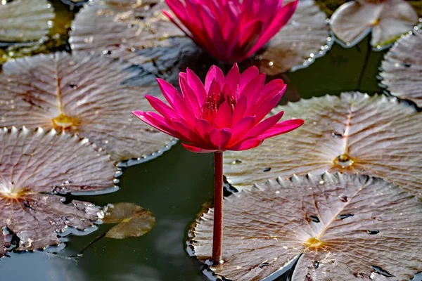 Blume Einer Indischen Seerose Nymphaea Rubra — Stockfoto