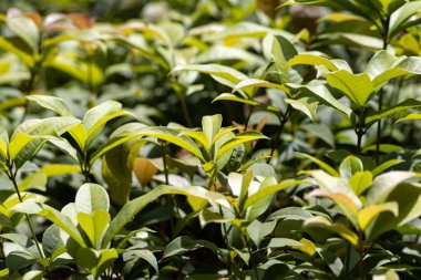 Kokulu zeytin çalılarının yaprakları, Osmanthus kokuları.
