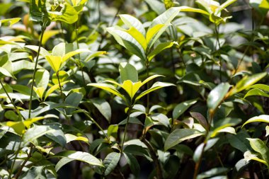 Kokulu zeytin çalılarının yaprakları, Osmanthus kokuları.