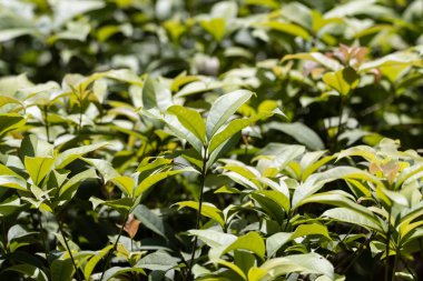 Kokulu zeytin çalılarının yaprakları, Osmanthus kokuları.