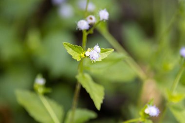 Keçi otu bitkisinin çiçekleri, Ageratum conyzoides