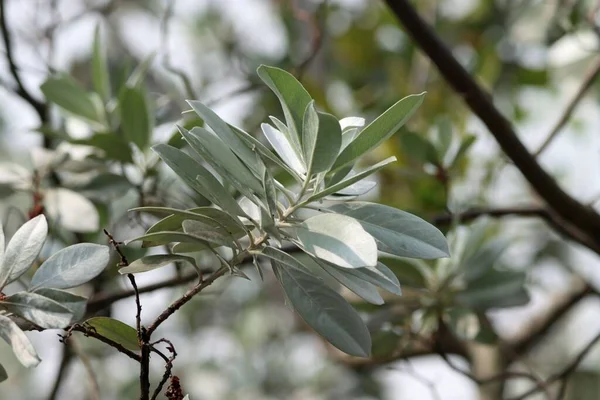 Hojas Árbol Manglar Botón Conocarpus Erectus —  Fotos de Stock