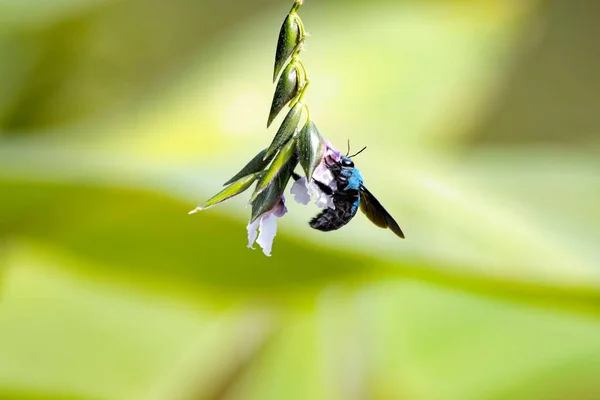 Eine Blaue Zimmermannsbiene Xylocopa Caerulea Auf Einer Blume — Stockfoto