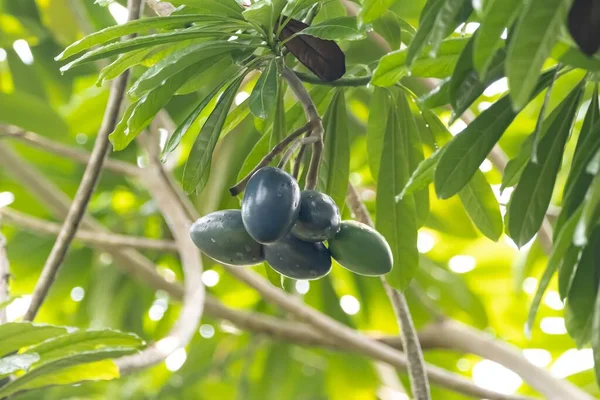 一种叫Cerbera Floribunda的卡索玛丽李树的果实 — 图库照片