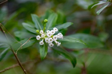 Yasemin çiçekleri, Cestrum diurnum.