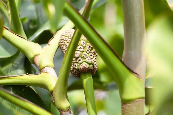 杜鹃属植物的果实 金黄色毛虫 — 图库照片