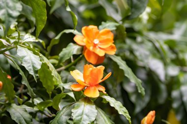 Yaprak kaktüsünün çiçeği, leuenbergeria bleo