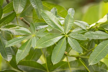 Bir para bitkisi yaprağı, Pachira aquatica