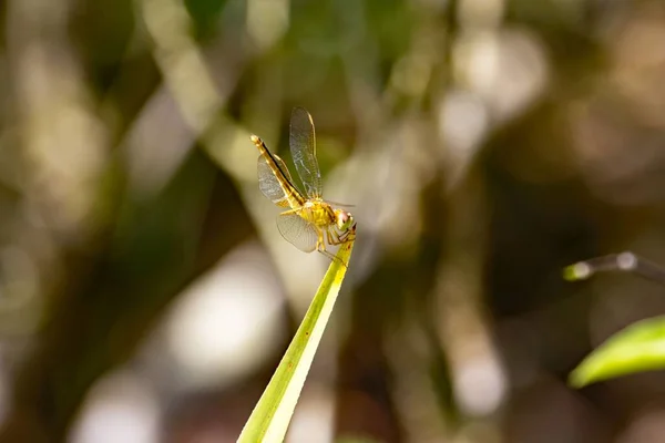 Wandering Glider Dragonfly Pantala Flavescens Plant — Stock Photo, Image