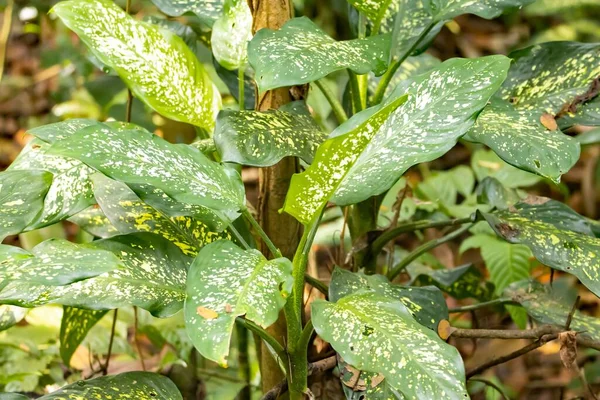 동남아시아의 우림에 사탕수수 식물인 바히아 — 스톡 사진