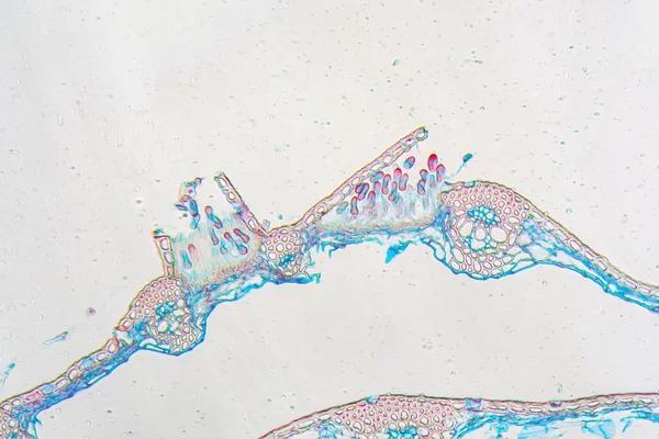 叶上的水蒸气锈蚀 石榴的显微镜照片 — 图库照片