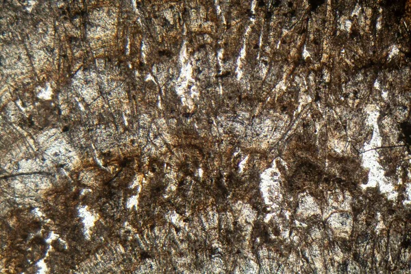 Микроскопическая Фотография Тонкого Сечения Известкового Туфа Голоценового Возраста — стоковое фото