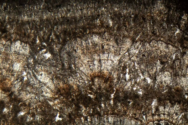 Μικροσκοπική Φωτογραφία Λεπτού Τμήματος Ασβεστολιθικής Τούφας Της Ηλικίας Του Holocene — Φωτογραφία Αρχείου