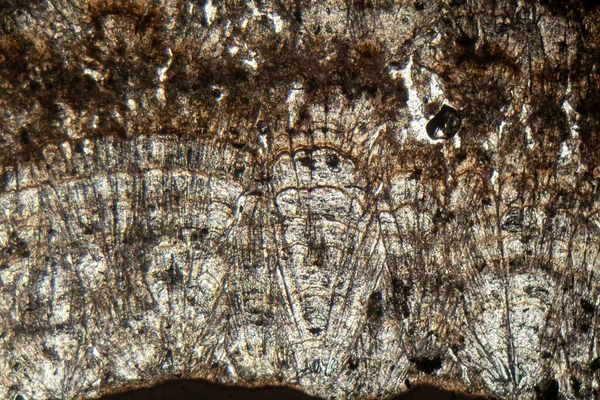 Microscopic Photo Thin Section Calcareous Tufa Holocene Age — Stock Photo, Image
